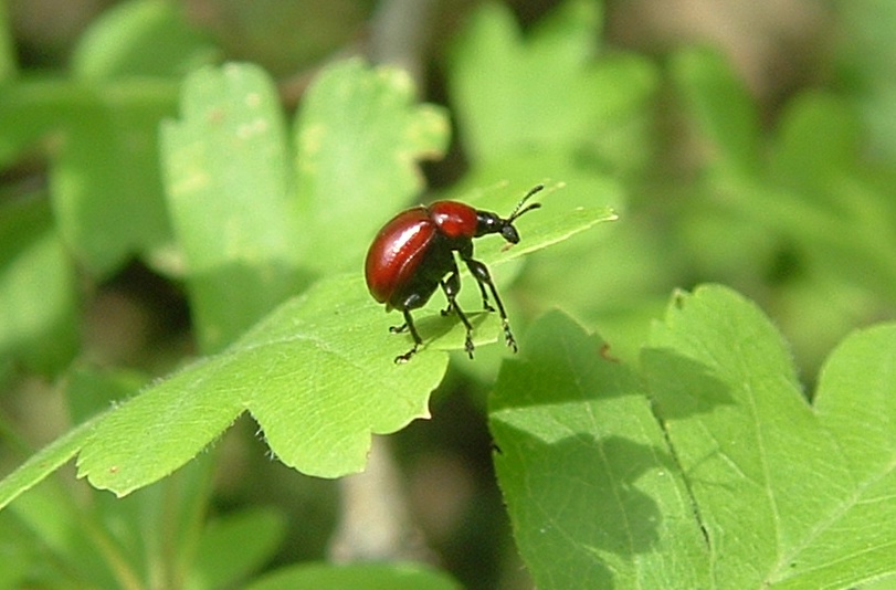 Attelabus nitens